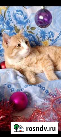 Рыжий кастрированный котик Казань - изображение 1