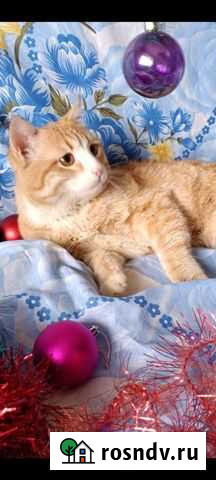 Рыжий кастрированный котик Казань - изображение 1