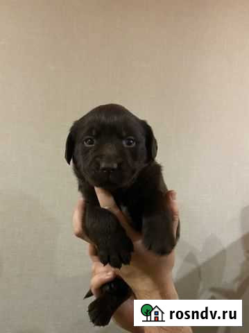 Лабрадор Воронеж - изображение 1