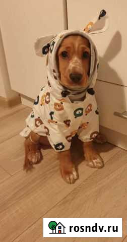 Кокер спаниель Белгород - изображение 1