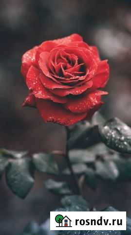 Няня для ребенка Казань - изображение 1