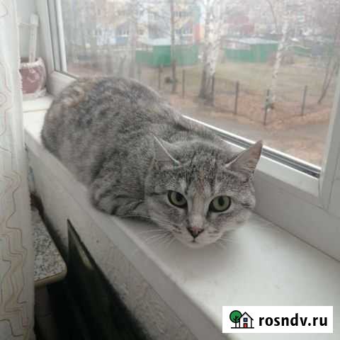 Красивая кошечка Нефтекамск - изображение 1