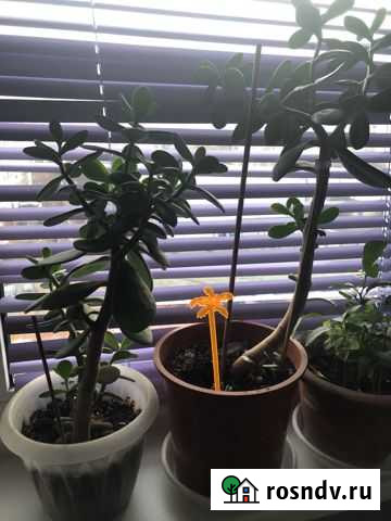 Толстянка Одинцово - изображение 1