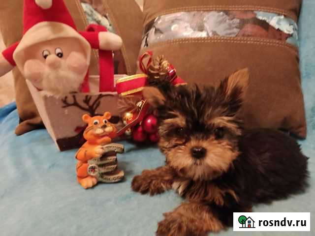 Йоркширские девочки и мальчики Липецк - изображение 1