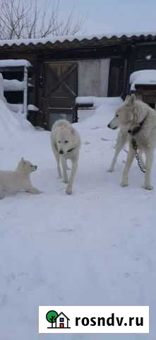 Зсл лайка Кашары - изображение 1