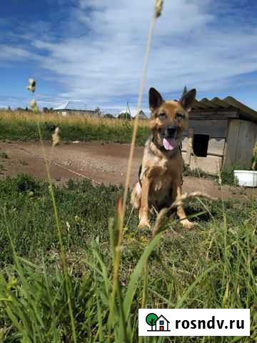 Рекс в добрые руки Бисерть - изображение 1