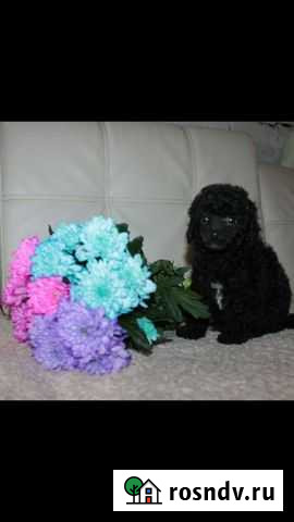 Пуделечки Мальчишки Пермь - изображение 1