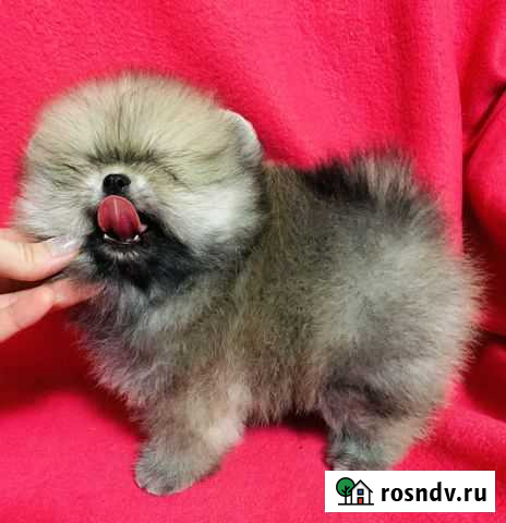 Шпиц Краснодар - изображение 1