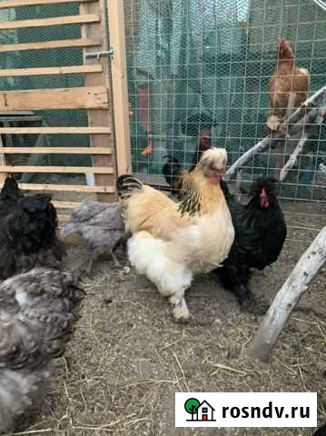 Ия русской хохлатой цена за 1 яйцо Супсех - изображение 1