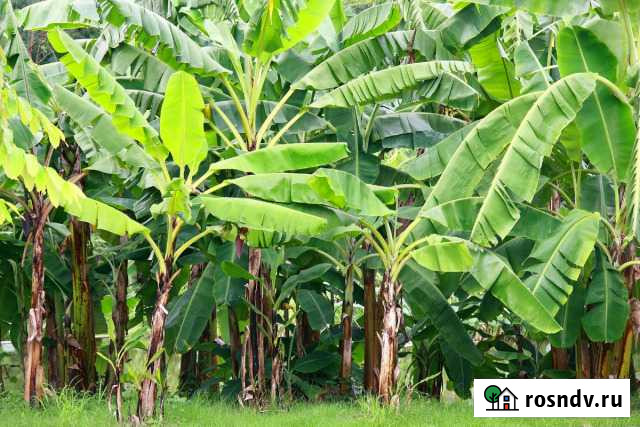 Бананы Сочи - изображение 1