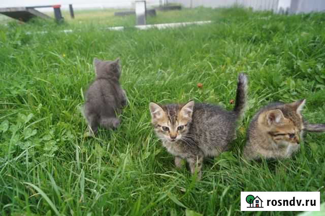 Котята в добрые руки Валуйки - изображение 1