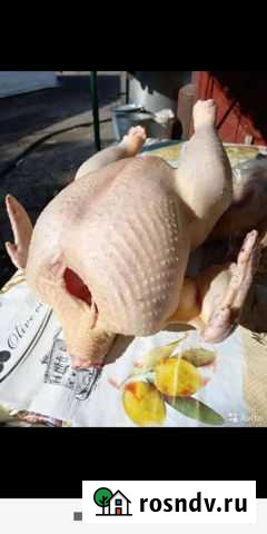 Индюшки на мясо Батайск - изображение 1