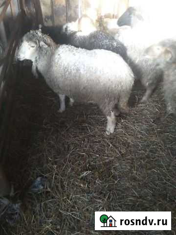 Овцы бараны ягнята Сростки - изображение 1