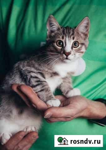 Котёнок-мальчик ищет дом. 3 месяца Воронеж - изображение 1