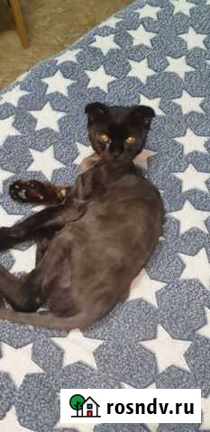 Отдам кота в добрые руки Шахты - изображение 1