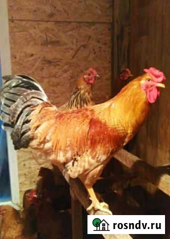 Петух Новосибирск - изображение 1