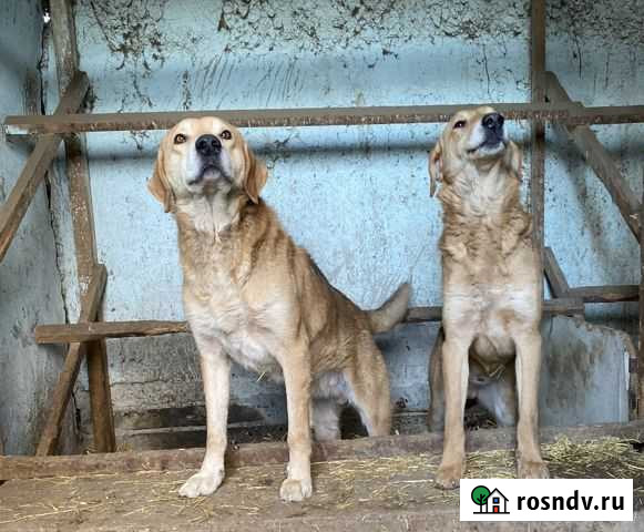 Русские гончие собаки Прохладный - изображение 1
