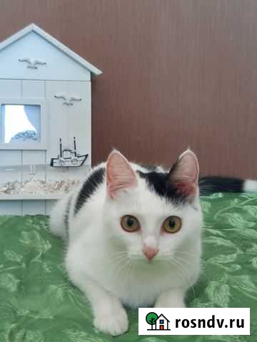 Кошка ищет заботливые руки Тюмень - изображение 1