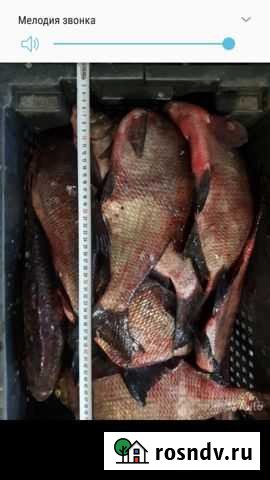 Лещ Тольятти - изображение 1