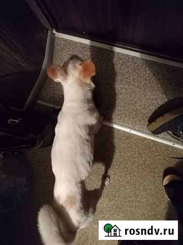 Найдена собака чихуа Калининград - изображение 1