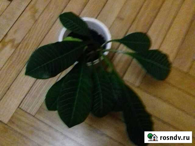 Молочай Калининград - изображение 1