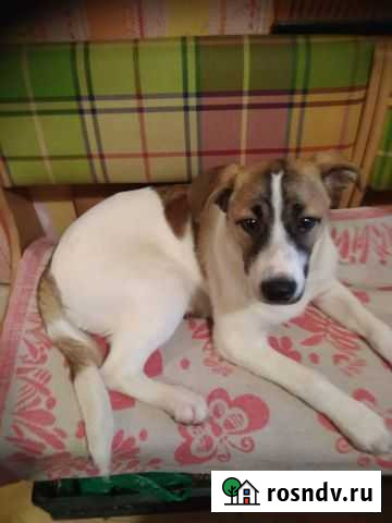 Грустный щенок в поиске Дома Долгопрудный - изображение 1