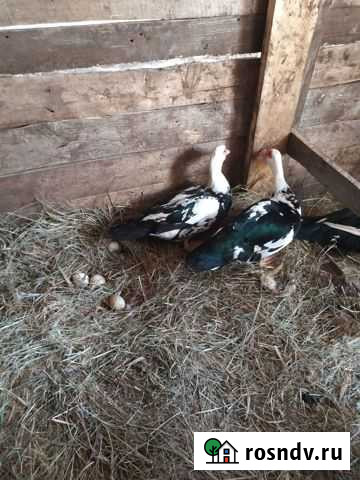 Утки Урюпинск - изображение 1