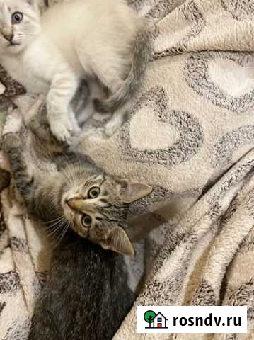 Кошка Чернянка - изображение 1