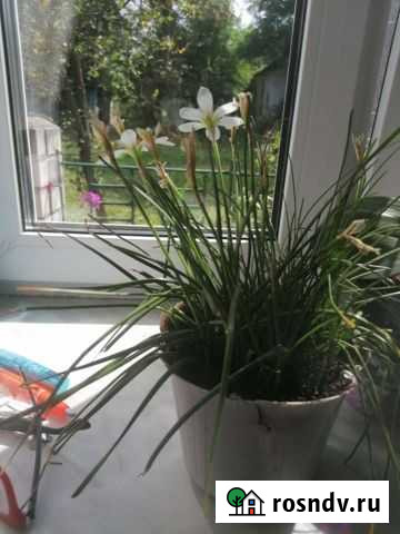 Отростки комнатных растений Клинцы - изображение 1