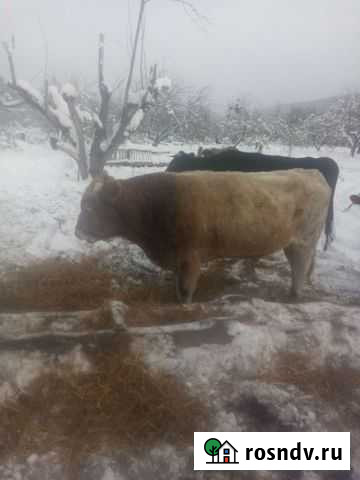 Корова Майкоп - изображение 1