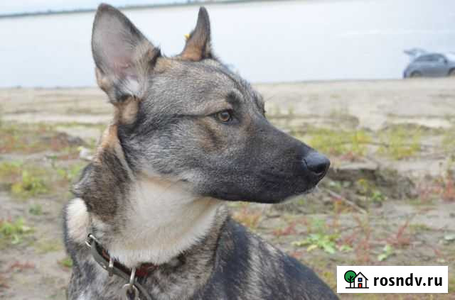 Малыш, возможный сын волка Мегион - изображение 1