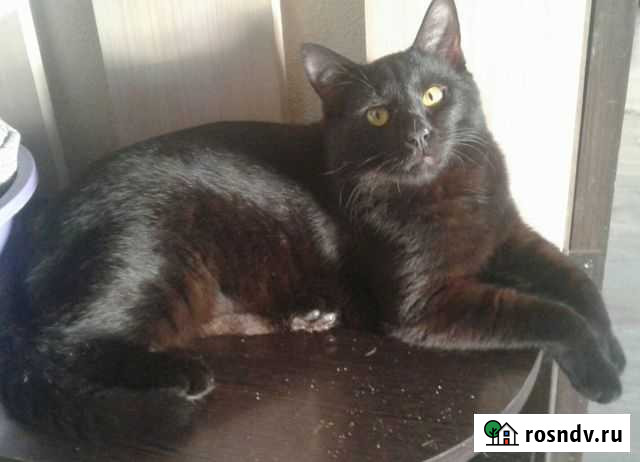 Котик Кузя Владимир - изображение 1