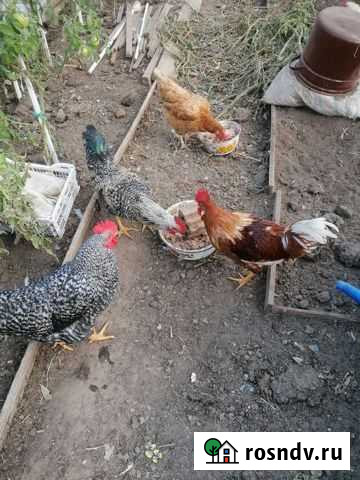 Петух Казань - изображение 1