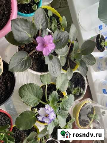 Фиалка Ачинск - изображение 1