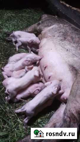 Поросята пород, Ландрас, Дюрок, большая белая Ирбит - изображение 1