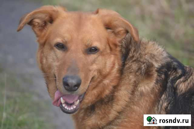 Собака Балашиха - изображение 1