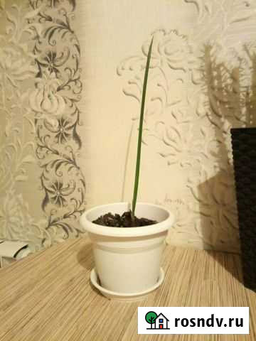 Финик Набережные Челны - изображение 1