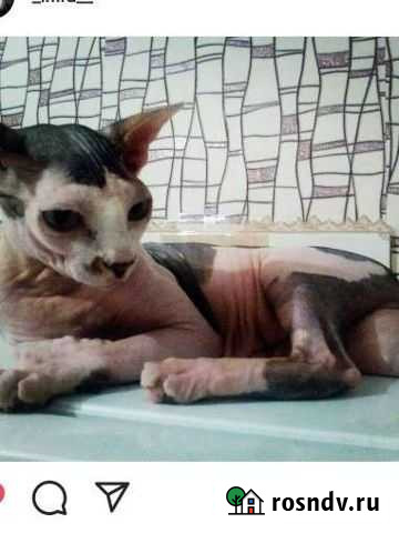 Отдам в добрые руки Михайловка - изображение 1