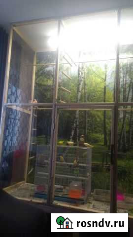 Молодые птенцы канареек Крымск - изображение 1