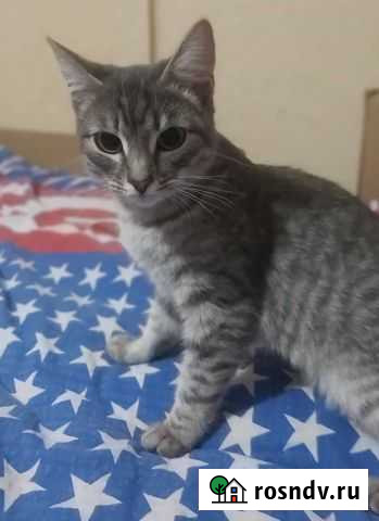 Кошка Саранск - изображение 1