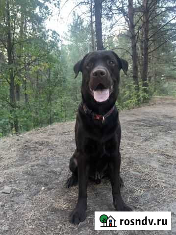 Кобель лабрадора вязка Барнаул - изображение 1