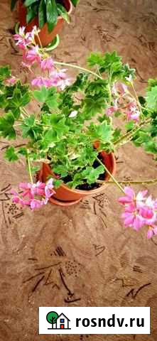 Герань Екатеринбург - изображение 1