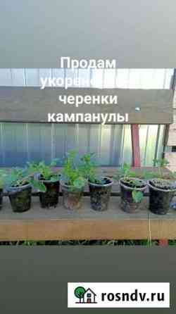 Кампанула Йошкар-Ола