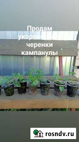 Кампанула Йошкар-Ола - изображение 1