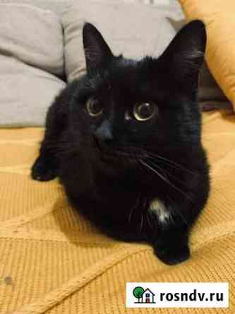 Котенок Курск