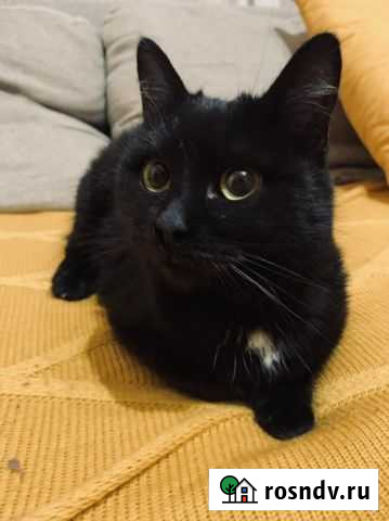 Котенок Курск - изображение 1