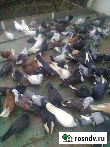 Голуби Елец - изображение 1