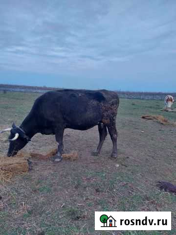 Корова Каякент - изображение 1