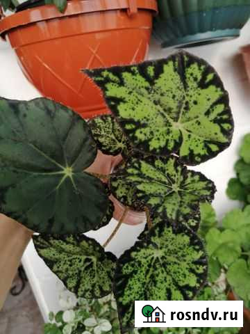 Бегония декоративно лиственная Чита - изображение 1