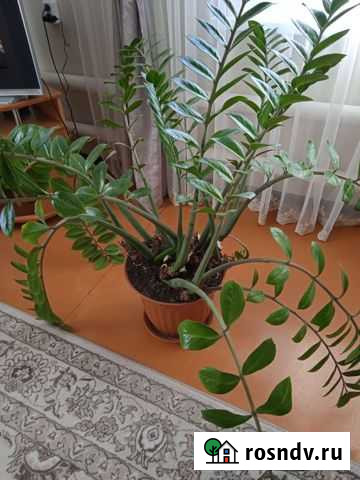 Замиокулькас Буздяк - изображение 1